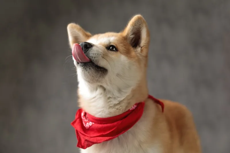 Broken Jaws in Dogs