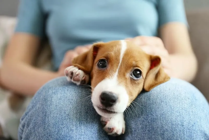 How to Raise a Puppy: Guide for the First Year