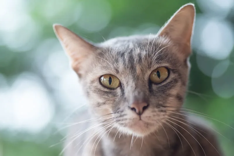 Kidney Failure in Cats - What You Need to Know
