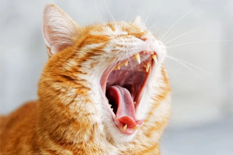 Common Cat Dental Problems