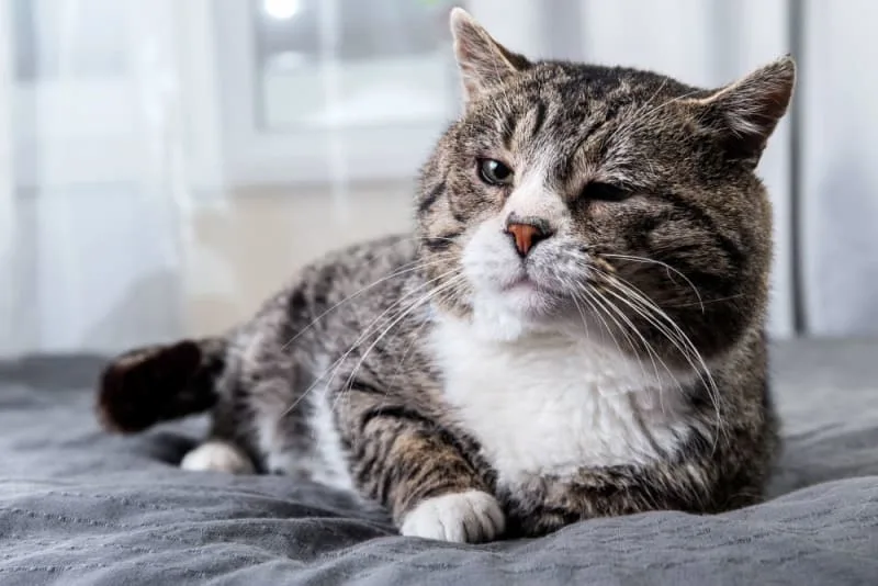 Aging cats: When Is a Cat Considered a Senior?