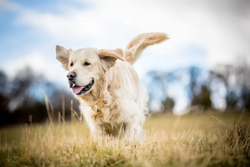 Treatments for Hyperthyroidism in Dogs