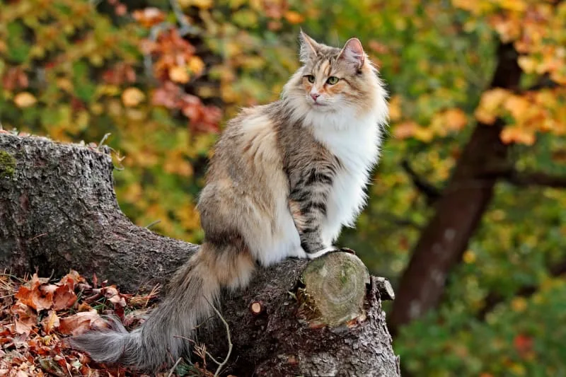 The Cat Rabies Vaccine