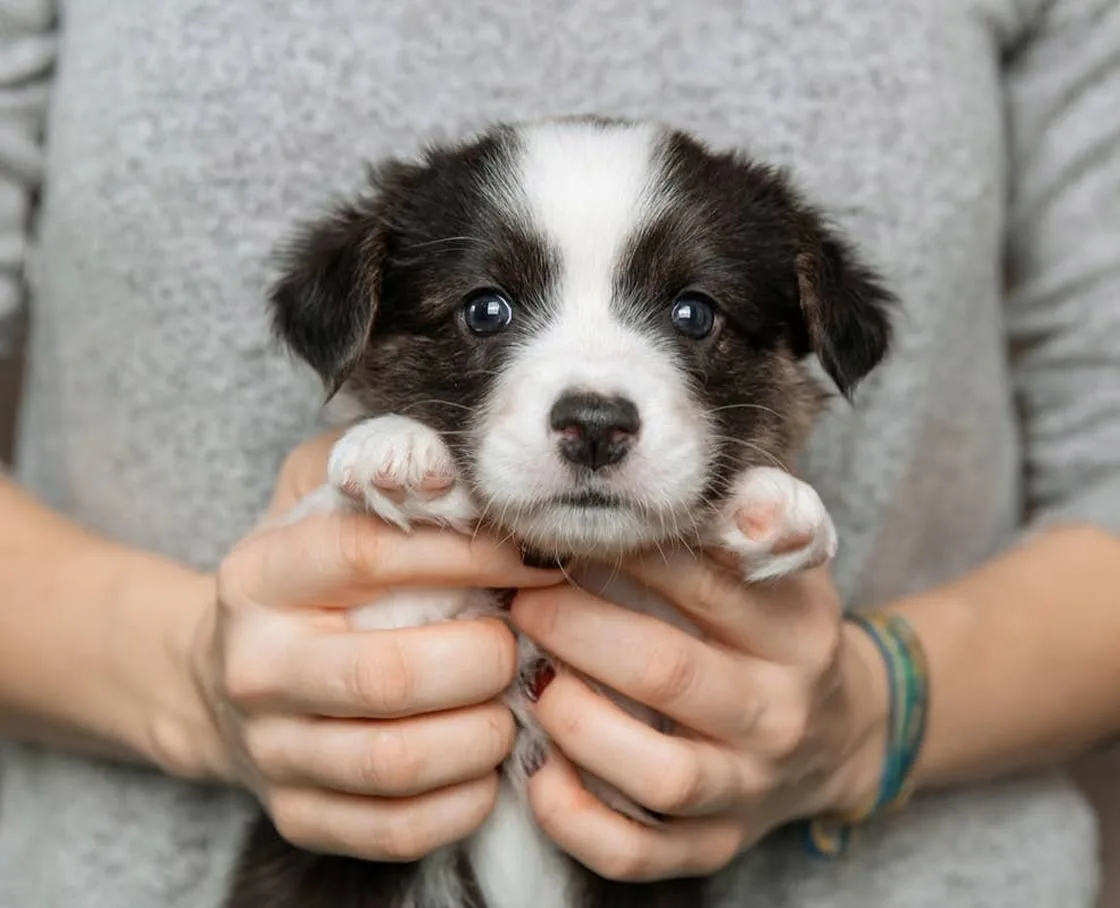 Person holding up a small black-and-white border collie puppy with a white blaze
