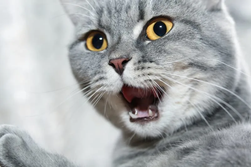 What To Expect From Your Cats Tooth Extraction