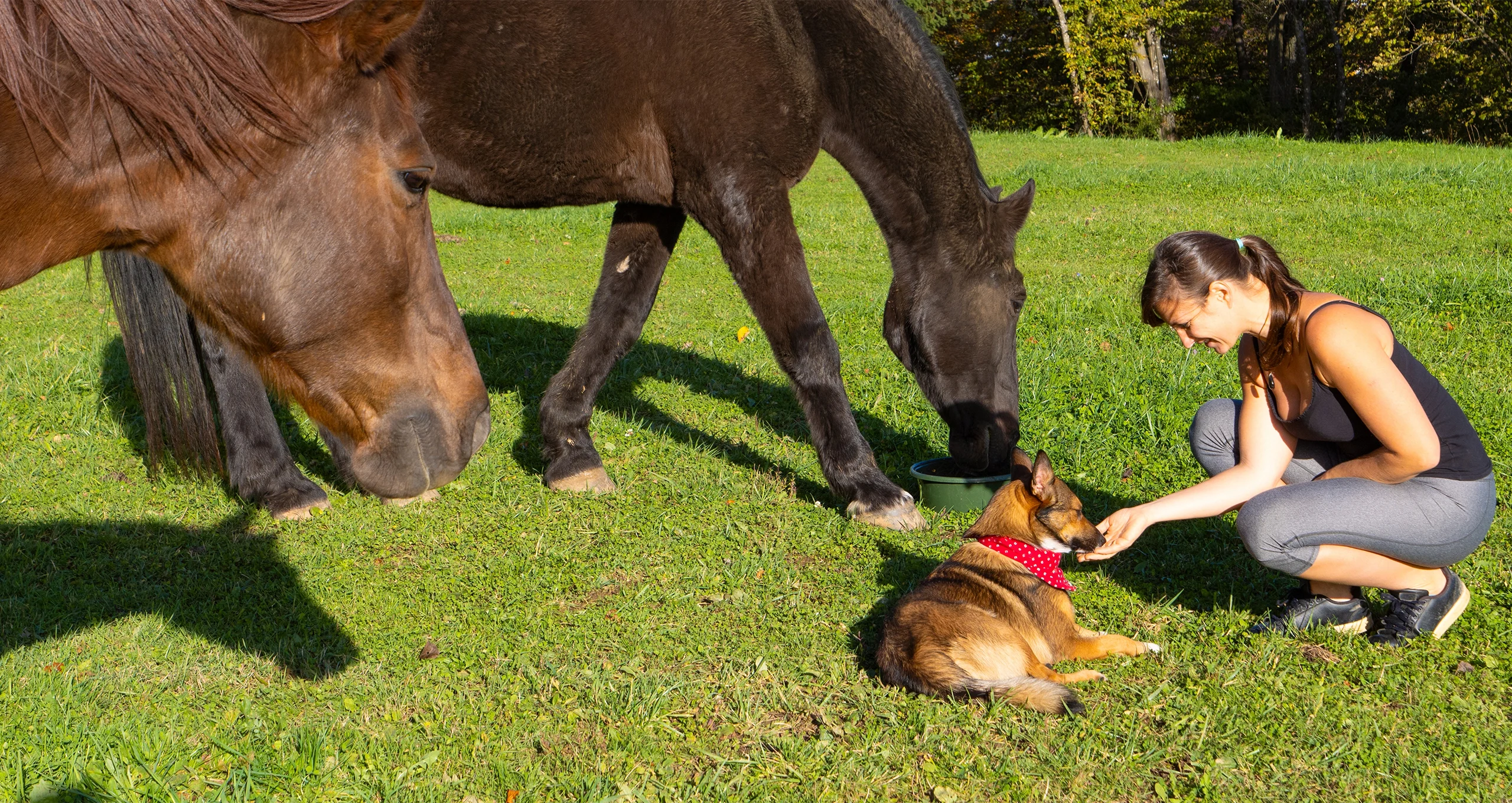 h woman hand feeding dog with two horses in pasture