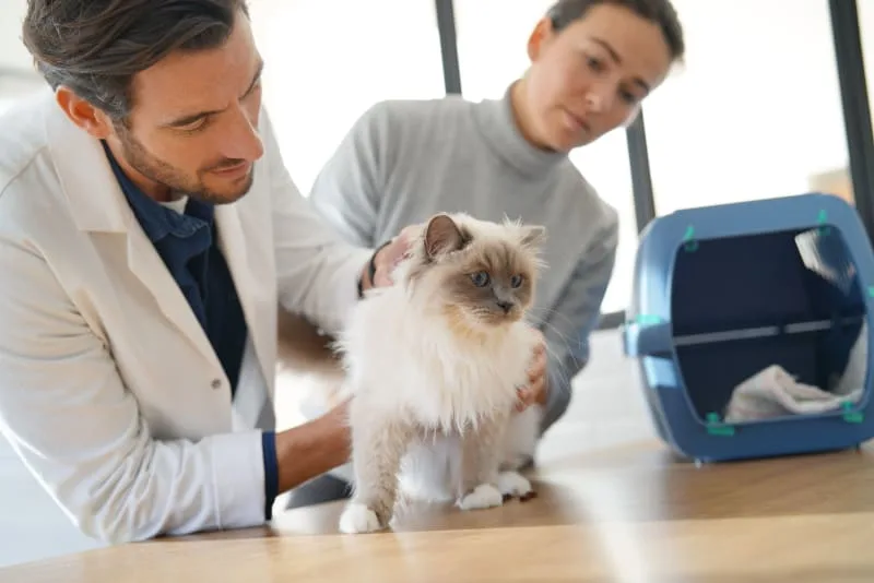 How Often Should You Take A Cat to the Vet