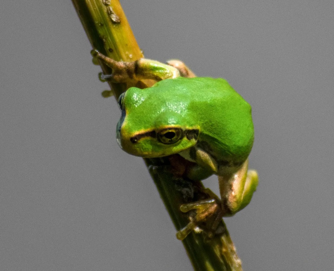 A bright green tree frog clinging to a thin stalk against a dark background.