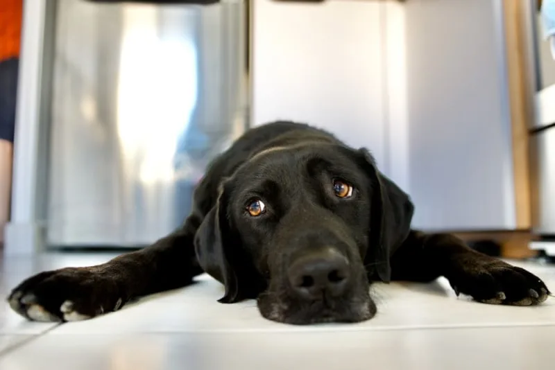 Dog Intestinal Blockage Surgery