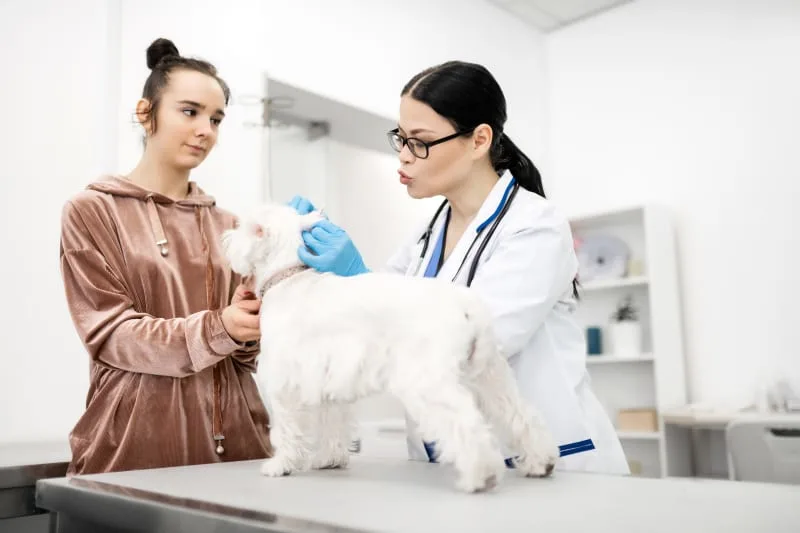 Pet Wellness Plans vs Pet Insurance