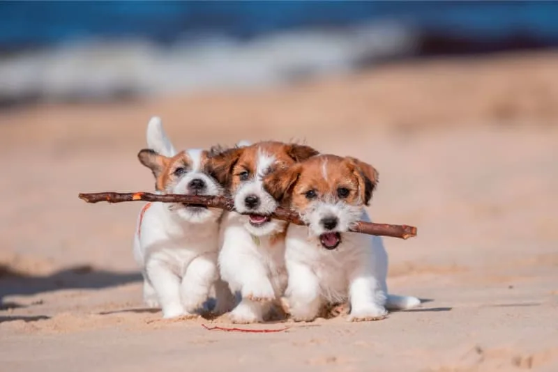 How to Raise a Puppy: Guide for the First Year