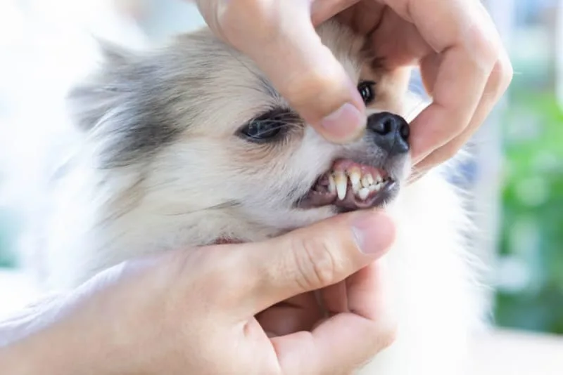 Bad Breath in Dogs: Causes & Remedies