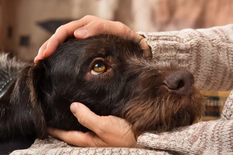 Diarrhea in Dogs: When is It an Emergency?