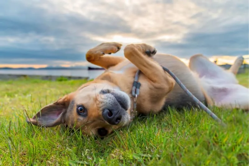 Pain Management For Dogs