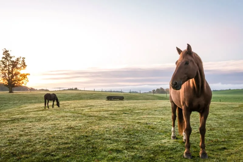 7 Equine Emergencies and How to Treat Them
