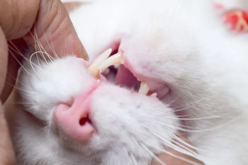 Dental Care for Cats: Ways to Help Prevent Dental Disease