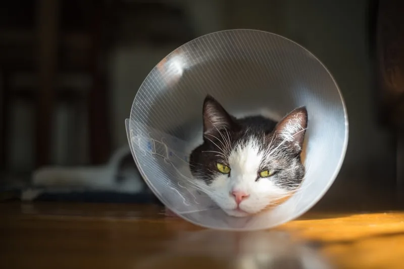 Caring for Your Cat After Surgery