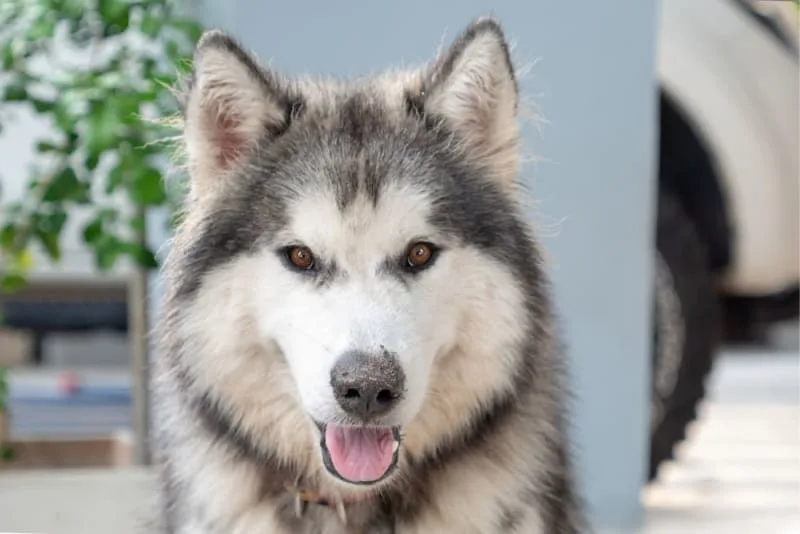 How many teeth do dogs have?