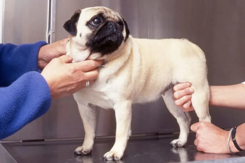 Hip Replacement for Dogs
