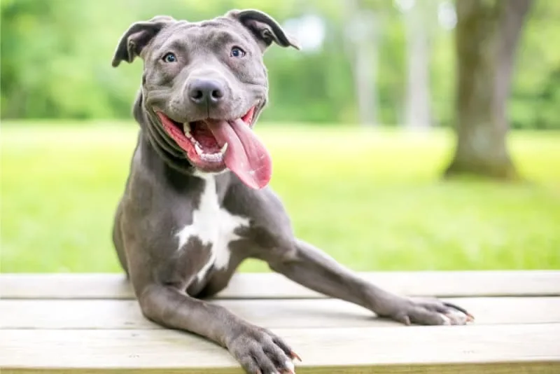 Bad Breath in Dogs: Causes & Remedies