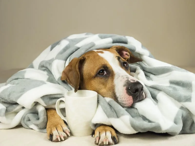 The Most Common Dog Illnesses