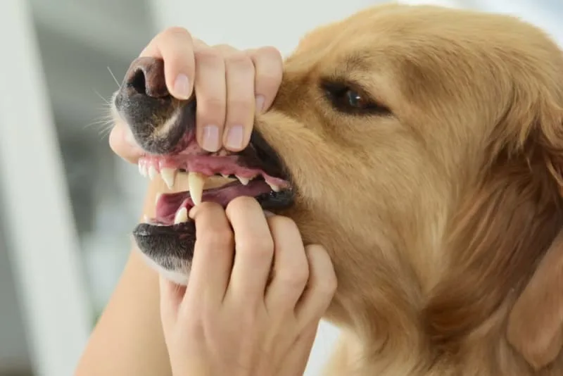 How to Stop & Prevent Periodontal Disease in Dogs