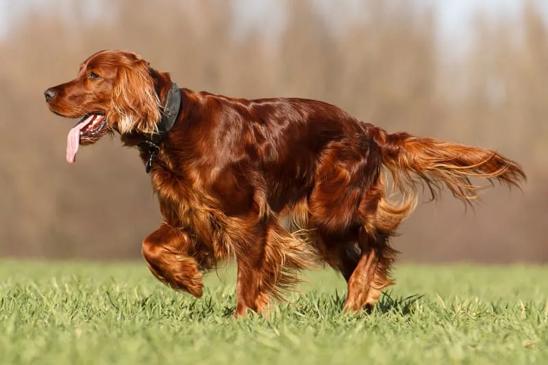 How Your Dog's Diet Can Affect Their Skin
