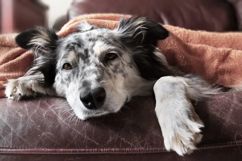 Cruciate Ligament Rupture in Dogs