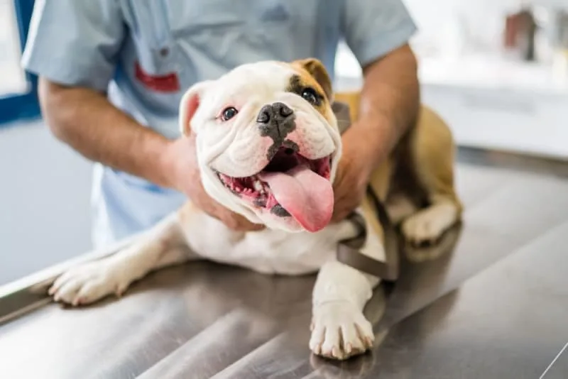 Spaying And Neutering For Dogs