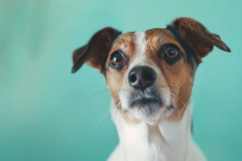 Bad Breath in Dogs: Causes & Remedies