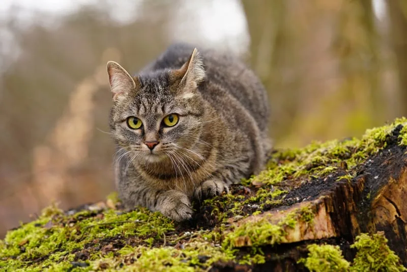 Cat Paralysis - What You Need to Know
