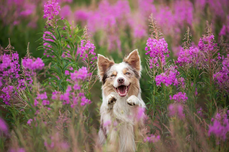 Heart Murmur in Dogs