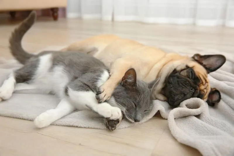 Behavior Problems in Cats & Dogs: Recognizing Signs Your Pet Needs Behavioral Help