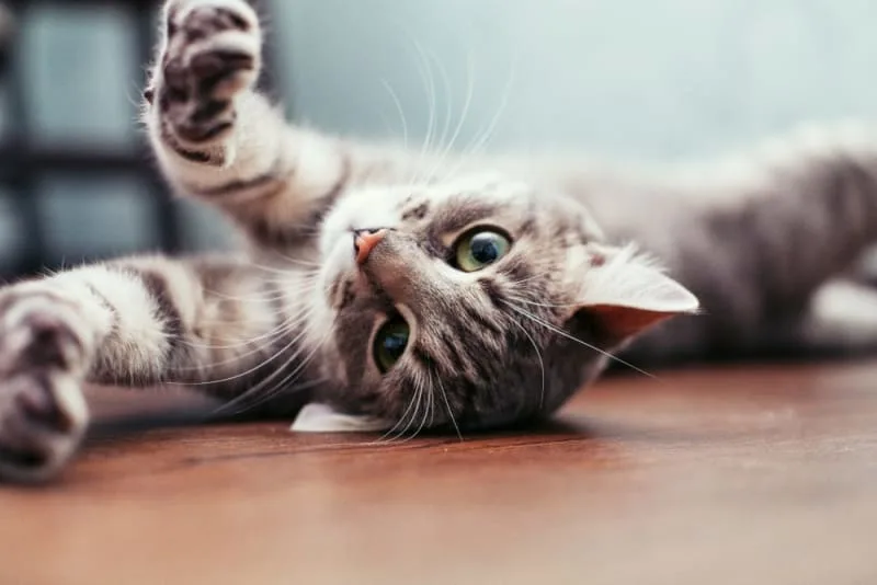 Benefits of Wellness Plans For Cats