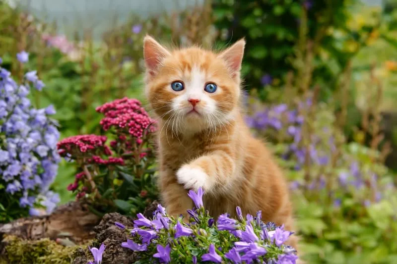 Cat Vaccination Schedule: What To Know
