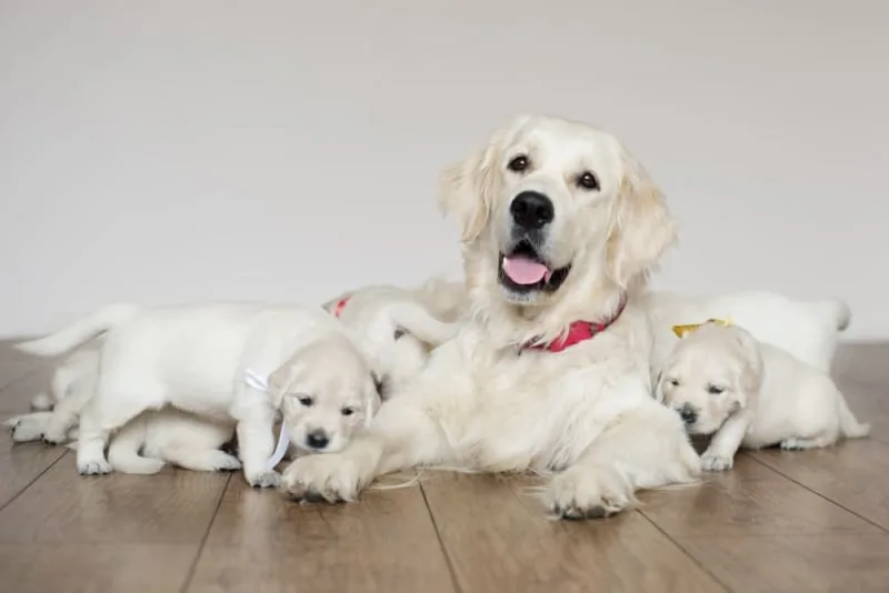 C-Section for Dogs: Everything You Should Know