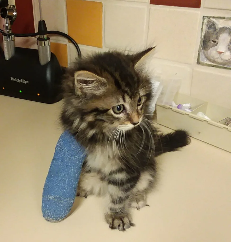 kitten after surgery