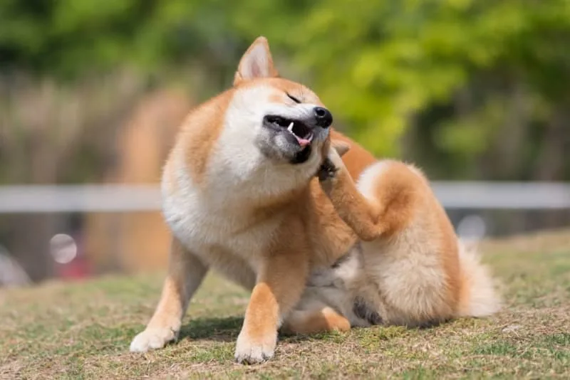 Dandruff in Dogs: Causes & How to Get Rid of It