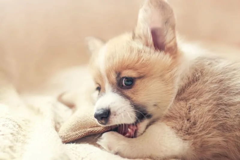 Puppy Teething: Tips & Tricks