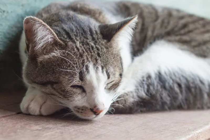 When Is a Cat Considered a Senior?