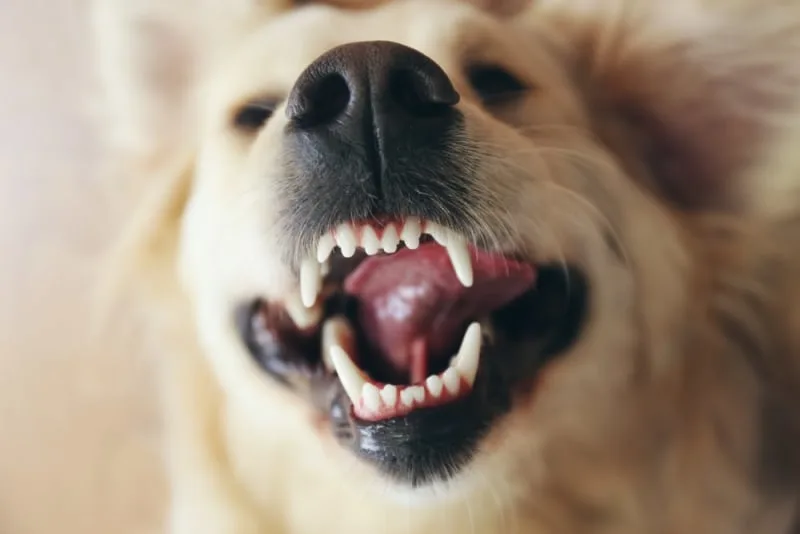 Cavities in Dogs: Causes, Symptoms, & Treatment
