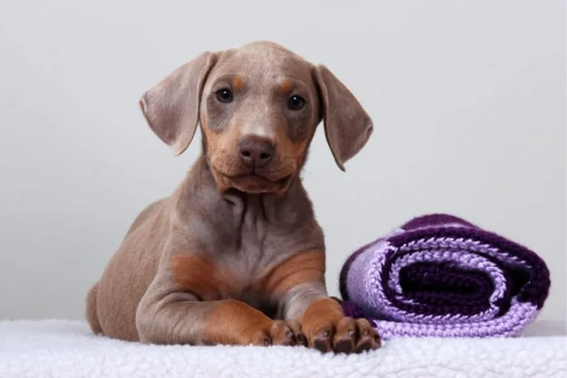How Long Does Spaying Take?