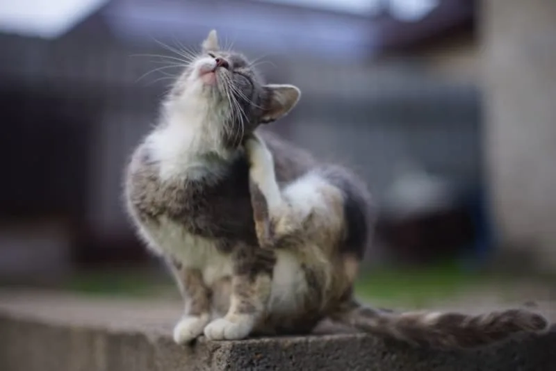 Ear Mites in Cats: Causes, Treatment, & Prevention