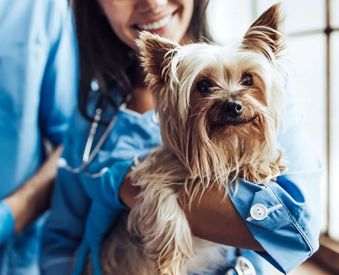 A smiling veterinarian in blue scrubs and gloves cradles a small Yorkshire Terrier in a clinic, with a colleague partially visible nearby.