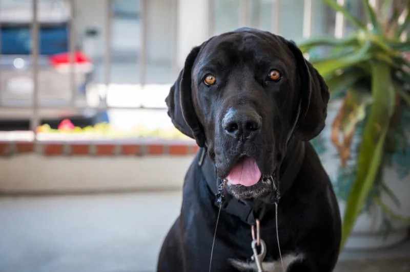 Why is my dog drooling? How can I stop my dog's drooling?