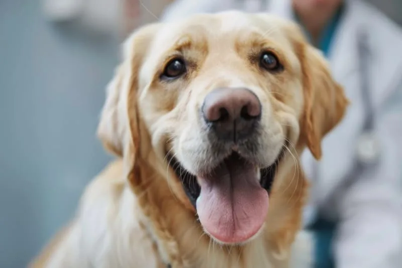 Can a dog have a reaction to the Bordetella vaccine?