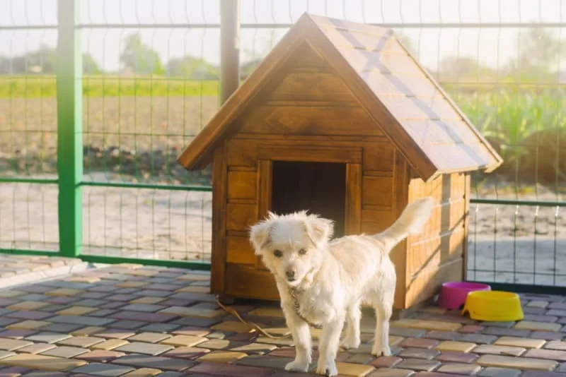 Where to Leave a Dog While on Vacation