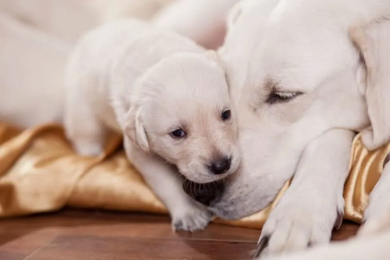 C-Section for Dogs: Everything You Should Know