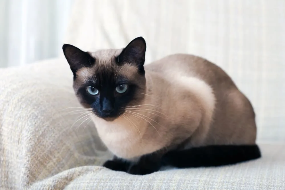 Siamese, Brookhaven Vets
