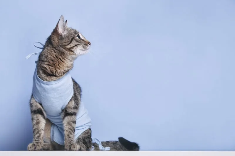 FHO surgery in cats